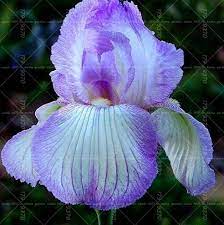20pcs Bonsai Iris Flower Perennia Flower Seeds Rare Flower Seeds Bearded Iris Seeds Nature Plants Orchid Flower Diy Fo Rare Flowers Iris Flowers Orchid Flower