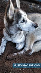 how to groom a siberian husky at home the definitive guide