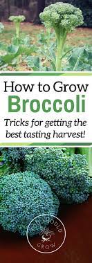 tricks to growing great tasting broccoli organic gardening tips organic vegetable garden growing broccoli