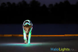 K9 Instinct Blog K9 Instinct Holisitic Dog Health Care Blog