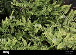 Image result for Pteridaceae