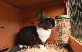 We would like to show you a description here but the site won't allow us. Caddi Rabbit Treat Holder Omlet
