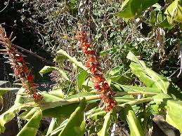 Wild Ginger Weedbusters