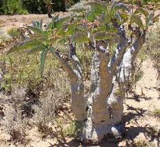 Image result for Cyphostemma adenocaule