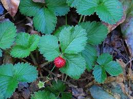Image result for Fragaria