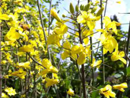 Harvesting kale for use in soups, stews and cooked, mixed greens allows use of larger leaves. What To Do When Leafy Greens Begin To Flower Garden Mentors