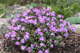 Pin On Rhododendrons