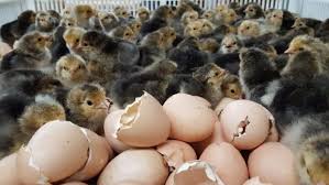 Nah, 22 foto ini bakal menunjukkan kepadamu proses telur ayam dari embrio, dewasa lalu mati. Inilah Ciri Ciri Ayam Brahma Berdasarkan Jenis Bulu Warnannya