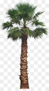 It is a popular landscape plant in florida. Coconut Tree Cartoon