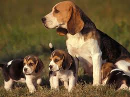 Maybe you would like to learn more about one of these? Beagle Puppy Price Cost Range How Much Are Beagle Puppies For Sale