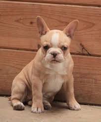 We did not find results for: Reba French Bulldog Puppy 3950 In Holtwood Pa Frenchieforsale Com