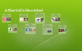 A cell is like a city. A Plant Cell Is Like A School By Bri P