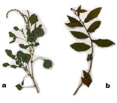 Image result for Amaranthus deflexus