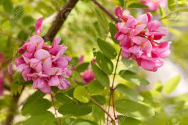 Acacia Flowers Ltd Best Flower Wallpaper