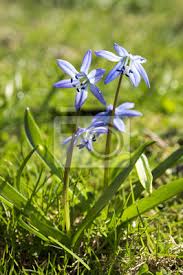 Blausterne blühen je nach standort und wetterlage mit kleinen, wenige millimeter bis zentimeter. Zwei Pflanzen Scilla Siberica Fruhen Fruhling Blauen Bluten Wandposter Poster Naturlichen Welt Bauchige Botanischen Myloview De