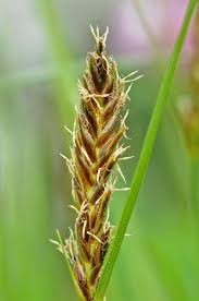 Image result for Hypolytrum heteromorphum