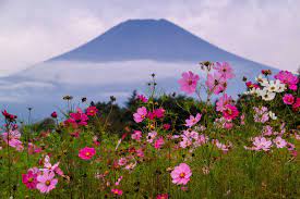 Fuji And Cosmos Cosmos Flowers Cosmos Flower Field