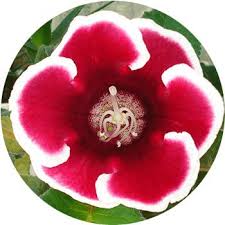 These have a short vase life, keep them in cool water/environment. 41 Types Of Red Flowers Proflowers Blog