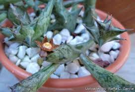Image result for Orbea schweinfurthii