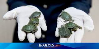Kura kura rates very highly with previous guests that have posted glowing reports online with major travel companies. Malaysia Gagalkan Penyelundupan 5 000 Ekor Kura Kura Halaman All Kompas Com