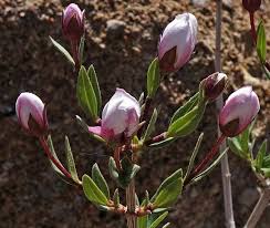 Image result for Oldenlandia rupicola