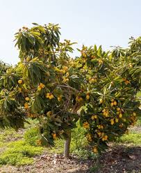 Moser fruit tree sales sells only to commercial orchardists or other wholesale customers, who buy trees by the 100s to many 1000s in full bundles of 5 or 10 depending on caliper. Loquat Seedling Loquat Trees Subtropical Citrus Fruit Trees In 2020 Loquat Tree Seedlings Fruit Trees Loquat Tree Fruit Trees Tree Seedlings