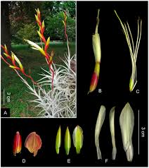 Please call the store for exact opening hours. Taxonomic Treatment Of The Tillandsia Utriculata Complex Bromeliaceae 1