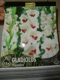 Gladiolus Florentina Lidl Bulbs Jardins