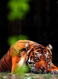 Download now 101 foto gambar kartun harimau terbaik pusat informasi. 110 Art Manipulation Ideas Big Cats Pemanasan Global Syaitan