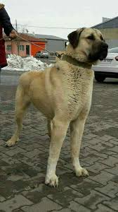 Kangal Kangal Dog Dogs Anatolian Shepherd Dog
