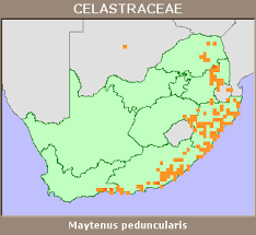 Image result for Maytenus peduncularis