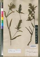 Image result for Pogonospermum ciliatum