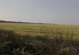 Image result for Otiophora pycnostachys