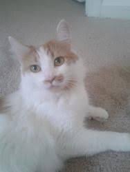 Adopt Padme On Petfinder Turkish Van Cats Cats Mama Cat
