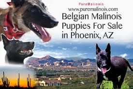 Craigslist phoenix az pets for sale by owner. Belgian Malinois Puppies For Sale In Phoenix Arizona Pure Malinois
