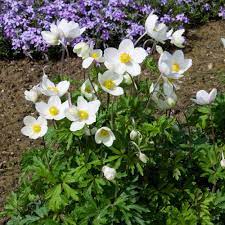 Browse 38,783 anemone flower stock photos and images available, or search for anemone flower vector or white anemone flower to find more great stock photos and pictures. Anemone Sylvestris White Flower Farm