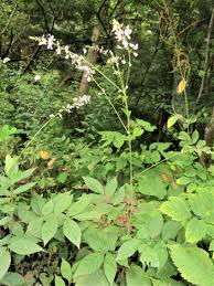 Image result for Hylodesmum