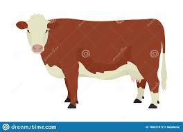 Black And White Cow Breeds Uk Illustration About Hereford Cow British Breed Of Beef Cattle Flat Vector Illustration Isolated Object On White Background Set In 2020 Hereford Cows Cattle Beef Cattle