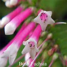 Bush Fuchsia Love Remedies Australian Flower Essences Nervousness