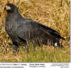 Great Black Hawk Black Hawk Animals And Pets Animals