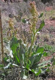Image result for Rumex ruwenzoriensis