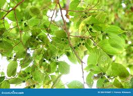 Image result for Celtis sinensis
