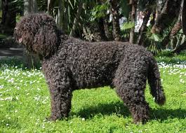 After 15 years of breeding labrador retrievers, i said good bye to my last precious boy a month before i got my first barbet. Barbet