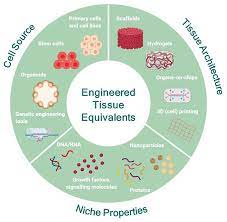 In animal skin tissue cell division is responsible for. Frontiers Advances In Engineering Human Tissue Models Bioengineering And Biotechnology