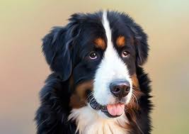 Now pet parents from all around will have easy access to premium pet nutrition! Swiss Mountain Dogs Great Swiss Mountain Dog Petsmart Dog Dog Commands