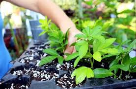 If your rhododendron has been grafted to rootstock, be sure to take a cutting from as close to the top of the bush as possible because the. Plant Propagation Basics How To Joe Gardener