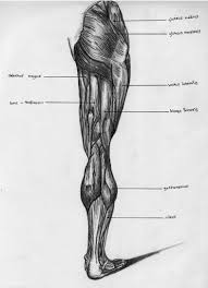 The artist's guide to the. Leg Back Muscle Chart By Badfish81 On Deviantart