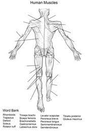 Human Muscles Back View Worksheet Coloring Page From Anatomy Category Select From 20946 Printable Cr Human Anatomy Anatomy And Physiology Human Muscle Anatomy