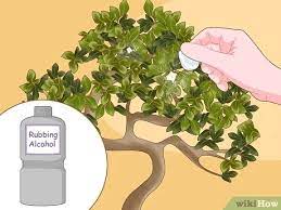 Como Reviver Um Bonsai 13 Passos Com Imagens Wikihow