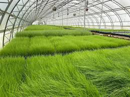 Image result for Deschampsia